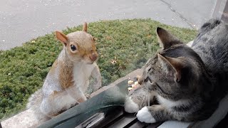 Squirrels reactions to my new kitten [upl. by Isabella570]