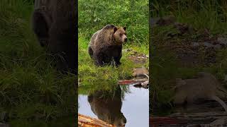 The VIP customer swaggered in for a spa treatmentGrizzly bear is drinking water from a pondbear [upl. by Susan]