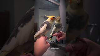 Cute Cockatiel Loves to Serenade His Reflection amp Flock  Tiel Named Loubert [upl. by Getter90]