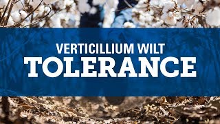 Understanding Verticillium Wilt [upl. by Arly]