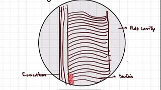 Dentin  Incremental lines Tomes granular layer and Interglobular Dentin [upl. by Nimajnab]