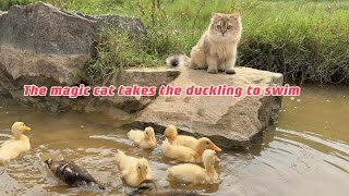 Mother duck was surprisedThe kitten actually led the duckling to swim in the riverCute and funny [upl. by Nagap]