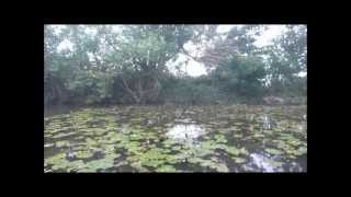 Feeding a Wild Duck Pond With a Moultrie Directional Feeder 2012 Somerset UK Shooting [upl. by Pucida]