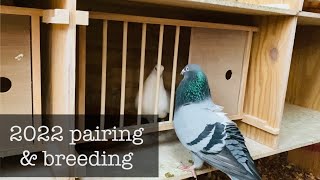 2022 pairing and breeding racing pigeons [upl. by Eissalc]