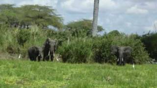 Selous Game Reserve Tanzania Africa [upl. by Anertal]