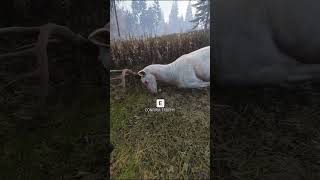 BIG ALBINO WHITETAIL DOWN thehuntercotw thehuntercallofthewild shorts thehunter [upl. by Saleem]