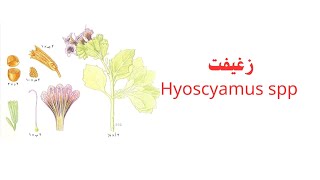 زغيفت Hyoscyamus spp [upl. by Aronel]