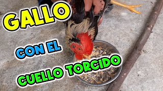 Dando Comida A Mi Gallo Enfermo Cuello Torcido [upl. by Chemush]