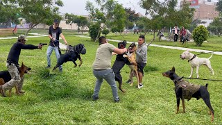 PERROS PODEROSOS coinciden en el mismo parque 🙉 ¿Cual se impone sobre todos ❌❌❌ [upl. by Cita147]