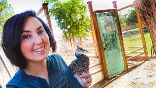 The CHICKEN COOP PALACE project is underway 🛠 [upl. by Oralla]