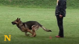 Dog Trainer Has An Incredible Bond With His German Shepherd [upl. by Cindie]