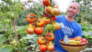 This Technique Forces Tomatoes to Produce Earlier Ripen Faster and Never Stop Fruiting [upl. by Isnan319]