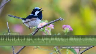 Superb Fairywren Calls amp Song [upl. by Jayme]