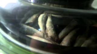 Boquerones fritos sin aceite en cecofry [upl. by Bald907]