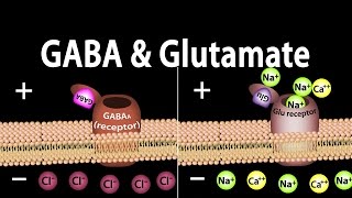 Neuroscience Basics GABA and Glutamate Animation [upl. by Call]