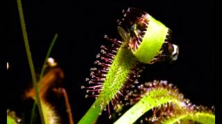 Drosera capensis vs fly [upl. by Derwood]