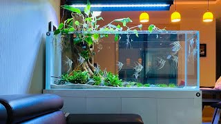 Amazing Planted Tank With Angelfish  Most Beautiful Angelfish Aquarium [upl. by Effie32]