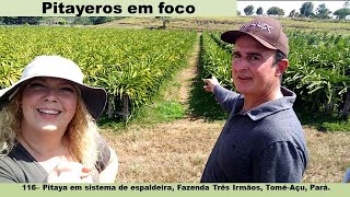 116  Plantio de pitaya em sistema de espaldeiramento na Fazenda Três Irmãos ToméAçu Pará [upl. by Anaher710]