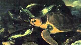 SaintSaens Carnival of the AnimalsTortues Tortoises [upl. by Cedar709]