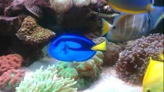 Blue Tang Paracanthurus Hepatusmp4 [upl. by Pittel]