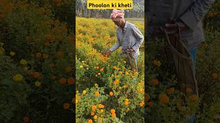 Phoolon Ki KhetiFlower FarmingMehnati Kisan shorts short youtubeshorts trending viral [upl. by Arak]