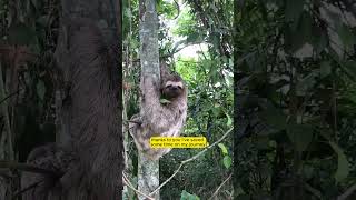 quotHelping a Sloth Cross the Road – A Heartwarming Rescuequot [upl. by Niltag]