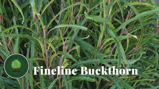 Fineline Buckthorn [upl. by Andres]