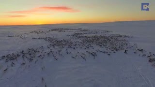 Amazing Drone Footage Of Reindeer Migration [upl. by Terrijo325]