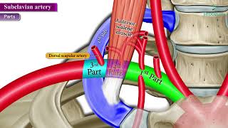 Subclavian Artery Anatomy Animated Video [upl. by Muire884]