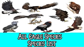 All Eagle Species  Species List [upl. by Tann]