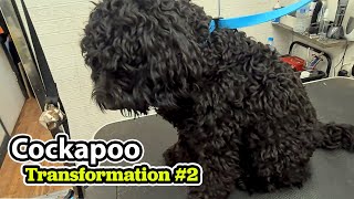 Cockapoo GROOMING Transformation 2 [upl. by Wurtz920]