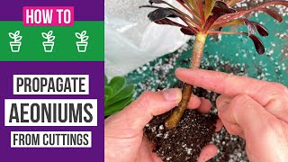 How to propagate Aeoniums from cuttings  Easy  results [upl. by Metzger]