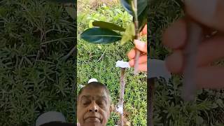 Almond v shape grafting gardening diy greensreen shortvideo viralvideo [upl. by Orapma]