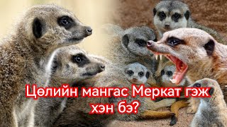 Цөлийн мангас Меркатуудын дайн Гоё Түүхүүд Goy tuuhuud mongol heleer kino duu barimtat 2024 [upl. by Nnyw]