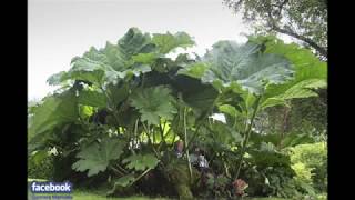 Gunnera Manicata 2018  timelaps [upl. by Mufinella992]