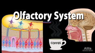 Olfactory System Anatomy and Physiology Pathways Animation [upl. by Leira]