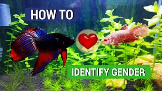 Top 7 Ways of Identifying the Gender of Betta Fish [upl. by Ecille143]