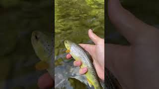 Central PA Wild Brown Releases Repost flyfishing flyfisherman fishing trout pennsylvania [upl. by Azpurua]