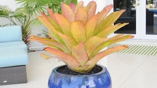 Planting Bromeliads into Gorgeous Blue Pots [upl. by Giddings254]