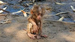 OMG So sad baby monkey Look and feel pity and laugh the little monkey fell into the mud full of dirt [upl. by Fried473]