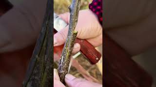 Tongue Grafting Made Simple graft grafting diy farming plants garden gardening plants [upl. by Tullus560]