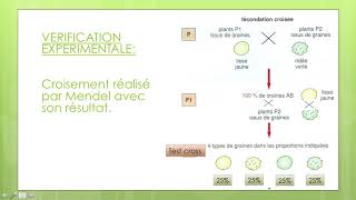 brassage interchromosomique pour vérifier sur droso [upl. by Weissman]