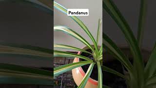 Pandanus PlantScrew Pine ornamentalplant lookingbeautiful Rajshreecreation2024 [upl. by Deloria]