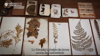 What is a Herbarium The scientific and historical treasures of the Cambridge University Herbarium [upl. by Kaufmann]