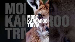 Kangaroo Ultimate Survival Strategy [upl. by Nims]