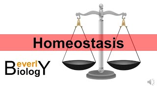 Homeostasis updated [upl. by Templas]