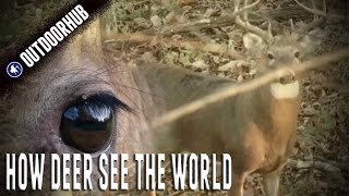 How A Deer’s Eye Really Works [upl. by Yedsnil]