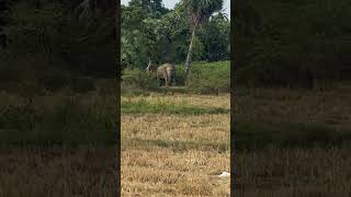 Wild Elephant attacks in Sri Lanka Buttala Kataragama Road  Wild Elephant Sri Lanka [upl. by Yellac]