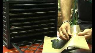 Dehydrating and Powdering Wheatgrass [upl. by Culbertson613]