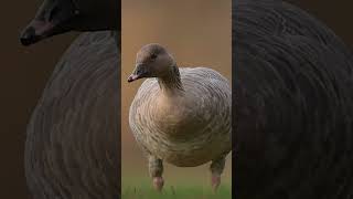 Pinkfooted goose is one the so called grey geese smaller and more compact thanviral shortvideo [upl. by Gibson380]